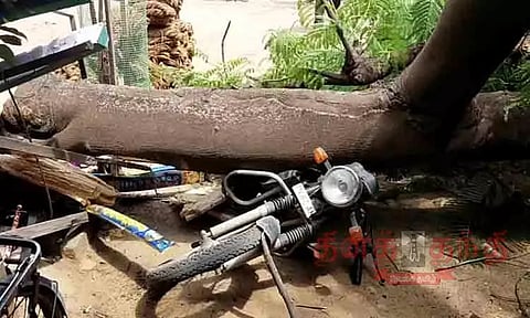மரம் முறிந்து விழுந்து கடைகள் , மோட்டார் சைக்கிள்கள் சேதம்