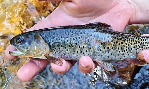 அமெரிக்காவில் அழிந்து போன மீன் இனம் மீண்டும் இயற்கையாக இனப்பெருக்கம் செய்து புத்துயிர் பெற்றுள்ளது கண்டுபிடிப்பு!