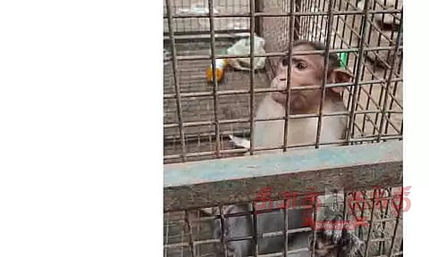 பொதுமக்களை அச்சுறுத்திய குரங்கு பிடிபட்டது