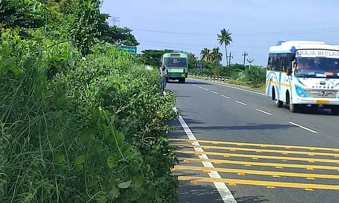 சீமைகருவேல மரங்களால் விபத்து அபாயம்