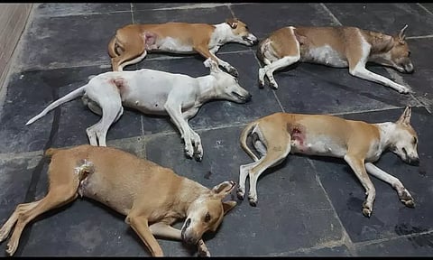 தெருநாய்களுக்கு கருத்தடை அறுவை சிகிச்சை