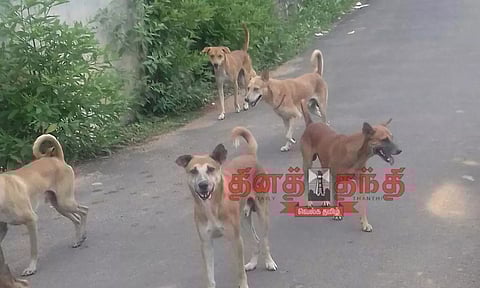 தஞ்சை மாவட்டத்தில் அதிகரித்து வரும் தெரு நாய்கள் தொல்லை