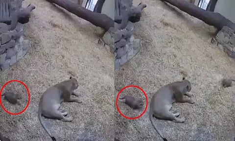 தாயை மிரட்டிய சிங்க குட்டி...!! வைரலாகும் வீடியோ