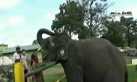 தொடர் விடுமுறை; முதுமலை தெப்பக்காடு யானைகள் முகாமில் குவியும் சுற்றுலா பயணிகள்