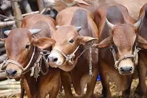 புதன்சந்தையில் மாடுகள் விலை குறைந்தது