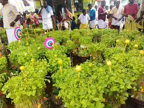 மழைவேண்டி முளைப்பாரி திருவிழா