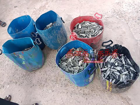 920 கிலோ கடல் அட்டைகள் சிக்கின