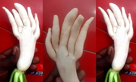 மனித கை போல விற்பனைக்கு வந்த அதிசய முள்ளங்கி