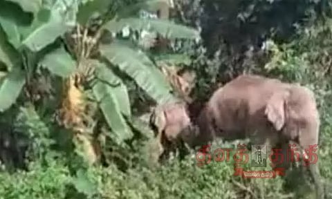 மூடிகெரே தாலுகாவில் கிராமங்களில் சுற்றித்திரியும் காட்டு யானைகளால் மக்கள் பீதி