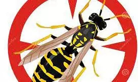 விஷவண்டுகள் அழிப்பு