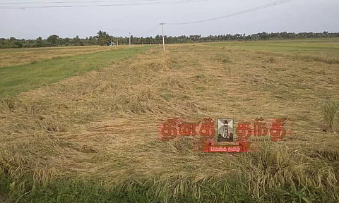 அறுவடைக்கு தயாரான குறுவை நெற்பயிர்கள் சாய்ந்தன