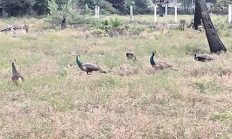 மயில்களை வனத்துறை பாதுகாக்குமா