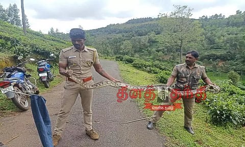 தேயிலை தோட்டத்தில் மலைப்பாம்பு பிடிபட்டது