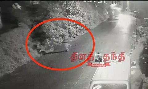 குடியிருப்புக்குள் புகுந்த சிறுத்தை; நாயை கவ்வி சென்றது