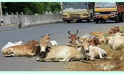 சாலையில் சுற்றித்திரியும் கால்நடைகளின் உரிமையாளர்களுக்கு அபராதம்