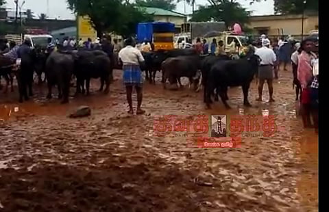 மாடுகள் விலை வீழ்ச்சி