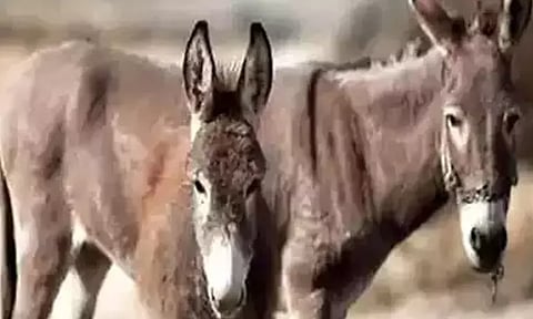 ஆண்மை சக்தியை அதிகரிக்குமா, கழுதை இறைச்சி? ஆந்திராவில் சட்டவிரோத விற்பனை அமோகம்