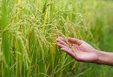 சம்பா சாகுபடியில் அதிக மகசூல் பெற உதவும் வழிமுறைகள் - வேளாண்மை உதவி இயக்குனர்