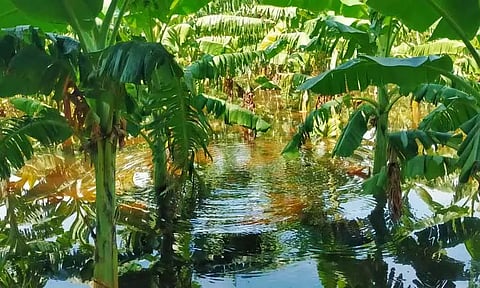 150 ஏக்கர் வாழை மரங்கள் தண்ணீரில் மூழ்கின