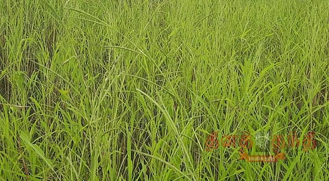 சோளப் பயிர்களை சேதப்படுத்திய வெட்டுக்கிளிகள்