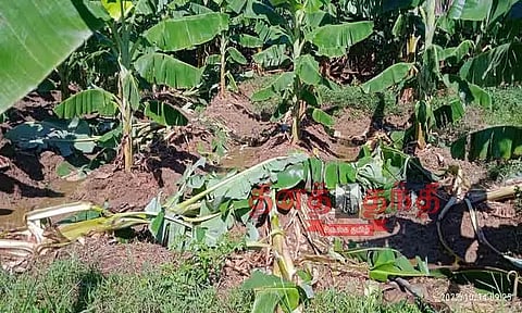 வாழைகளை நாசம் செய்த காட்டு பன்றிகள்