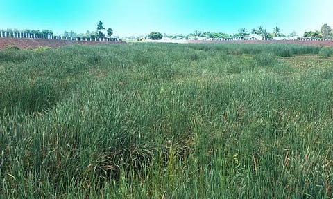 பருவ மழை தொடங்க உள்ள நிலையில் அடையாறு கால்வாய் சீரமைக்கும் பணியை விரைந்து முடிக்க வேண்டும் - பொதுமக்கள் கோரிக்கை