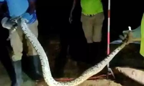12 அடி நீளமுள்ள மலைப்பாம்பு பிடிபட்டது