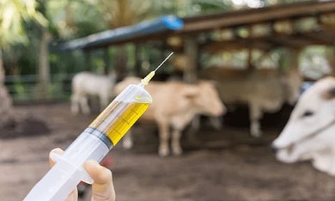 தட்சிண கன்னடா மாவட்டத்தில் தோல் நோய் பரவாமல் தடுக்க கால்நடைகளுக்கு தடுப்பூசி