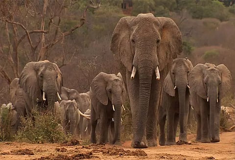 பிதரகெரே கிராமத்தில் தோட்டத்திற்குள் புகுந்து 2 காட்டுயானைகள் அட்டகாசம்