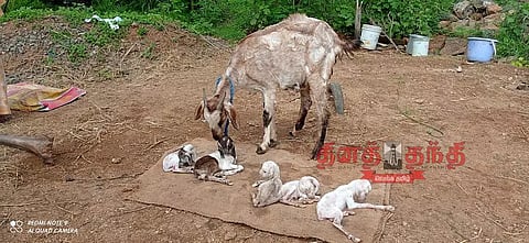 மொடக்குறிச்சி அருகே 5 குட்டிகள் ஈன்ற ஆடு