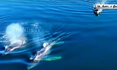 கயிற்றில் சிக்கி நீண்ட நேரமாக உயிருக்கு போராடிய ராட்சத திமிங்கலம்