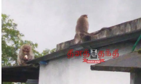 குரங்குகள் அட்டகாசம்