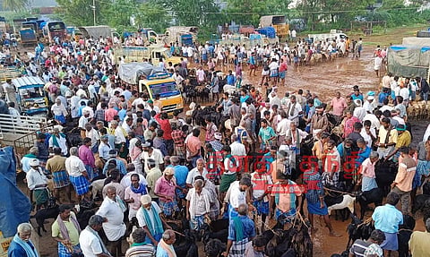 அய்யலூர் சந்தையில் ஒரே நாளில் ரூ.3 கோடிக்கு ஆடு, கோழிகள் விற்பனை