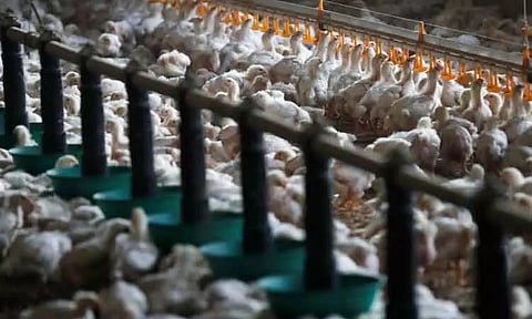 ஐரோப்பாவில் பறவைக் காய்ச்சல் அதிகரிப்பு - ஐரோப்பிய நோய்க் கட்டுப்பாடு மற்றும் தடுப்பு மையம் தகவல்