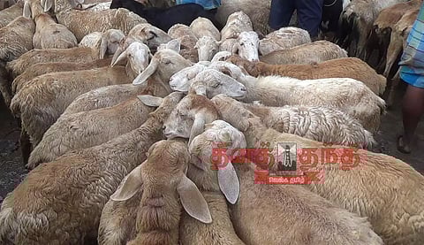 குந்தாரப்பள்ளி சந்தையில் 10 ஆயிரம் ஆடுகள் விற்பனை