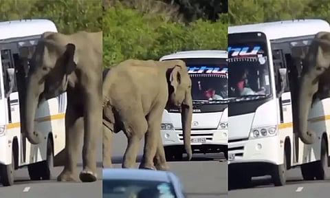நானும் வர்றேன்... சுற்றுலா பஸ்சில் ஏற முயன்ற காட்டு யானை; வைரலான வீடியோ