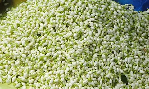 தீபாவளி பண்டிகை: மதுரை மல்லிகை கிலோ ரூ.1500 வரை விற்பனை