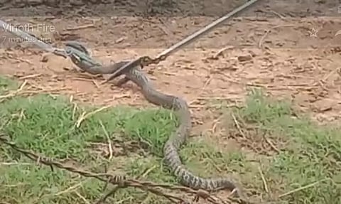 சின்னமனூரில் தீப்பிடித்து எரிந்த வைக்கோல் படப்பில் இருந்த கருநாகம் மீட்பு