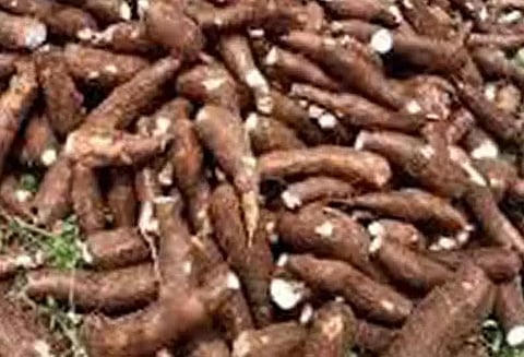 மரவள்ளிக்கிழங்கு விலை வீழ்ச்சி