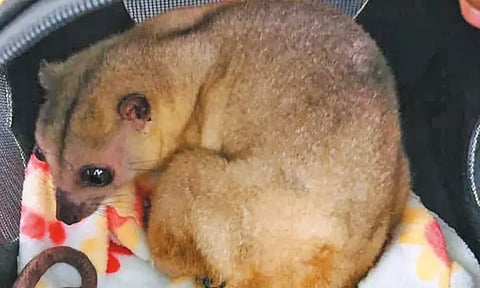 தாய்லாந்தில் இருந்து சென்னைக்கு விமானத்தில் கொண்டு வரப்பட்ட 5 தேவாங்கு குட்டிகள் பறிமுதல் - திருப்பி அனுப்ப நடவடிக்கை