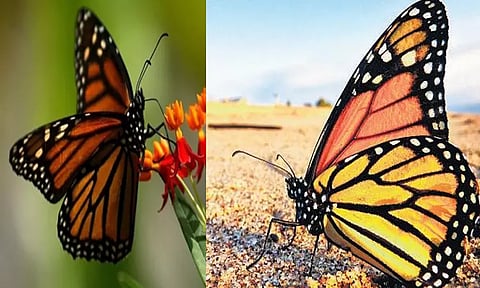 கால்களால் சுவையை உணரும் வண்ணத்துப்பூச்சிகள்