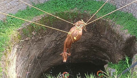 கிணற்றுக்குள் தவறி விழுந்த பசுமாடு