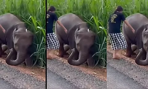 காலத்தினால் செய்த உதவி...! சேற்றில் சிக்கிய குட்டி யானை: மீண்டு வர உதவிய சிறுமி...தும்பிக்கையால் நன்றி கூறிய குட்டியானை..!