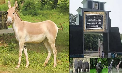 வண்டலூர் உயிரியல் பூங்காவில் ஆசிய காட்டு கழுதை உயிரிழந்தது