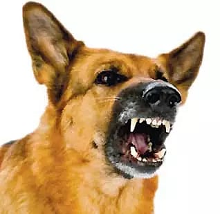 வெறிநாய்கள் கடித்து 10 பேர் படுகாயம்