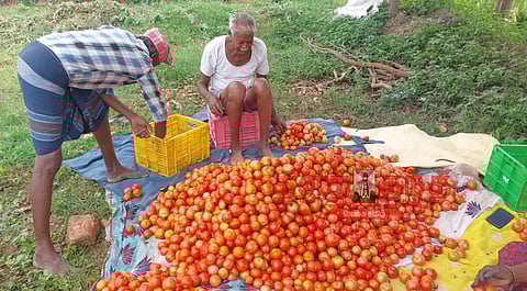 தக்காளி விலை கடும் வீழ்ச்சி