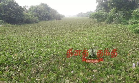 ஆறு, வாய்க்கால்களை ஆக்கிரமித்துள்ள ஆகாயத் தாமரை செடிகள்