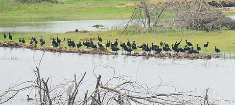 இரைதேட குவிந்துள்ள கருப்பு அரிவாள் மூக்கன்