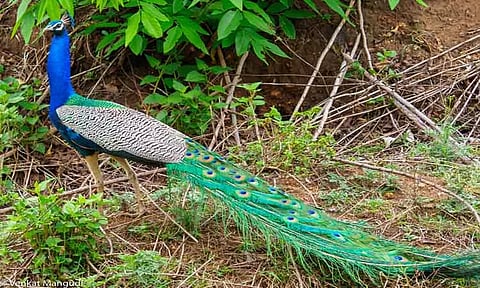 கிணற்றில் விழுந்த மயில் மீட்பு