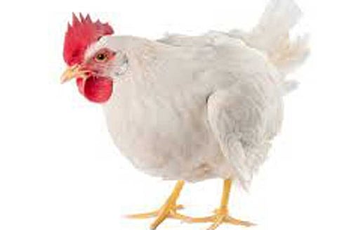 நாமக்கல் மண்டலத்தில் கறிக்கோழி கிலோவுக்கு ரூ.3 உயர்வு